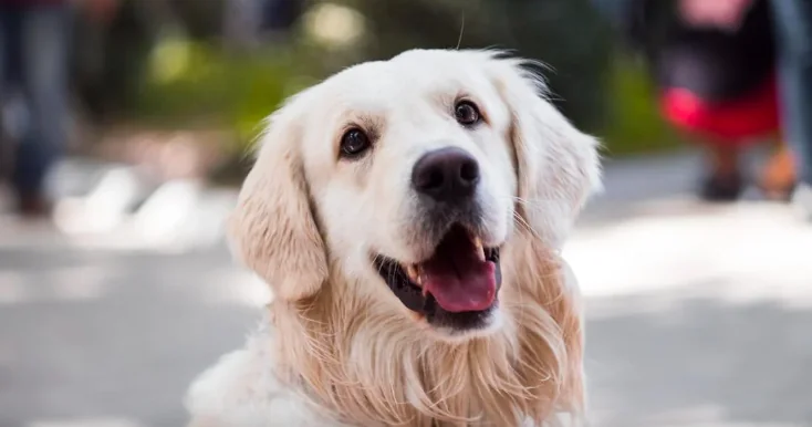 Ecco la mascotte delle ginnaste Usa
